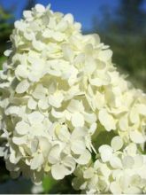 Hortensia paniculé 'Bombshell'®