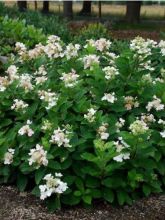 Hortensia paniculé 'Dart's Little Dot'®