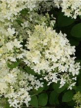 Hortensia paniculé 'Dentelle De Gorron® 'rencri' '