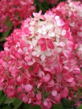 Hortensia - Hydrangea paniculata Diamant Rouge en pot de 10 L