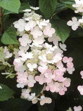 Hortensia paniculé 'Early Sensation'