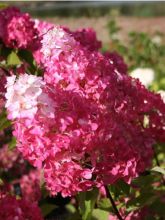 Hortensia - Hydrangea paniculata Fraise Melba