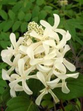 Hortensia - Hydrangea paniculata Great Star Le Vasterival cov