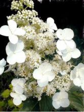 Hortensia paniculé 'Kyushu'