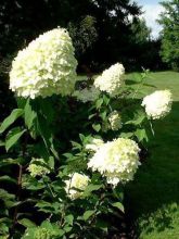 Hortensia paniculé 'Limelight'