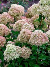 Hortensia - Hydrangea paniculata Little Lime