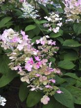 Hortensia paniculé 'Little Quick Fire'