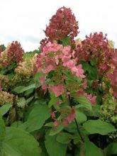 Hortensia - Hydrangea paniculata Mega Mindy