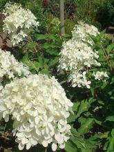 Hortensia paniculé 'Phantom'