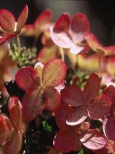 Hortensia - Hydrangea paniculata Pink Diamond