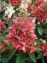 Hortensia paniculé 'Pinky Winky'®