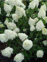 Hortensia paniculata Polar Bear