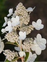 Hortensia paniculé 'Prim White'®