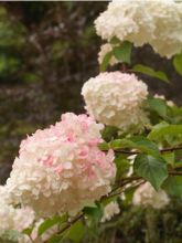 Hortensia - Hydrangea paniculata Silver Dollar en pot de 10 L