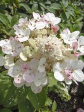 Hortensia paniculé - Hydrangea paniculata Sparkling