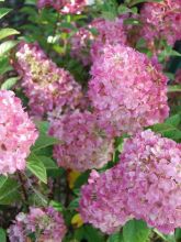 Hydrangea paniculata Sundae Fraise - Hortensia paniculé rose