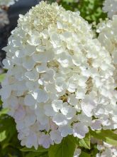 Hortensia paniculata Tickled Pink