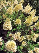 Hortensia - Hydrangea paniculata Unique