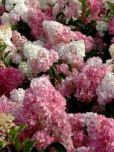 Hortensia Vanille Fraise Pot de C10L