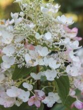 Hortensia paniculé 'White Diamond'