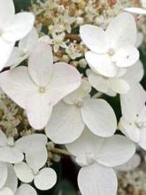 Hortensia paniculé 'Wim's Red'®