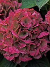 Hortensia 'Red Baron'