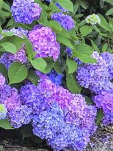 Hortensia 'Renate Steiniger'