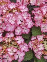 Hortensia - Hydrangea macrophylla French Cancan