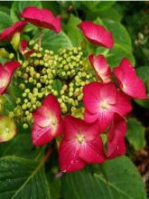 Hortensia - Hydrangea macrophylla Rotkehlchen