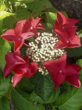 Hortensia Rotschwanz - Hydrangea macrophylla