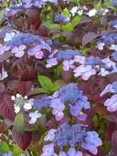 Hortensia - Hydrangea serrata Shojo