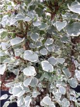 Hortensia 'Silver Lining®'