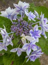 Hortensia - Hydrangea macrophylla Star Gazer Bleu