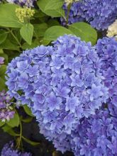 Hortensia 'Stellar'