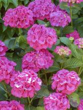 Hortensia 'Sybilla'