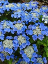 Hortensia - Hydrangea macrophylla Teller Blue