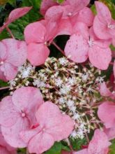 Hortensia - Hydrangea macrophylla Teller Pink