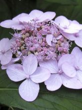 Hortensia Serrata Tiara