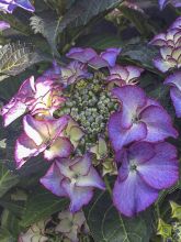 Hortensia - Hydrangea macrophylla Tiffany