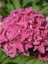 Hortensia Tovelit