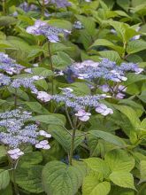 Hortensia 'Veerle'