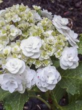 Hortensia - Hydrangea macrophylla Wedding Gown