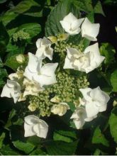 Hortensia 'White Wave'