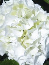 Hortensia 'Wudu'