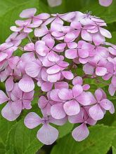 Hortensia 'Yamato'