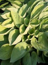 Hosta Abiqua Ariel