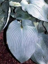 Hosta Blue Angel