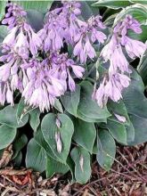 Hosta  'Blue Cadet'