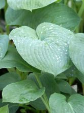 Hosta Bressingham Blue