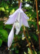 Hosta Cherry Berry - Hosta nain panaché